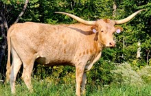 J R DoubleStar Danica              