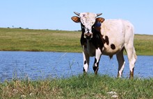 2012 BH Dustbuster Bull Calf