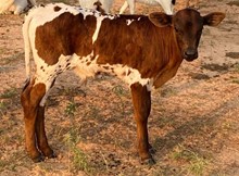 Jemma Heifer