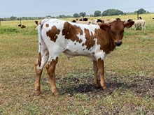 unknown bull calf