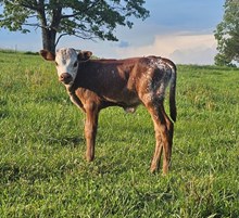 Bull calf 2025 1