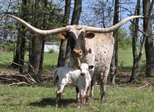 Moo-Cha-Cha